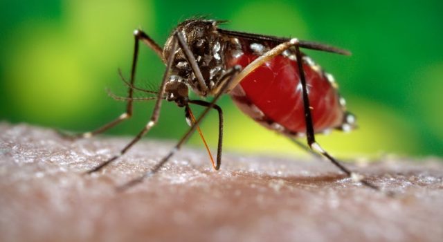 quem ja teve zika pode engravidar